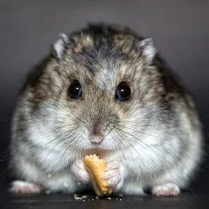 Rat Sounds Screenshot 0