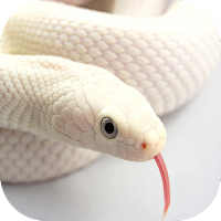 Snake Wallpaper 4K
