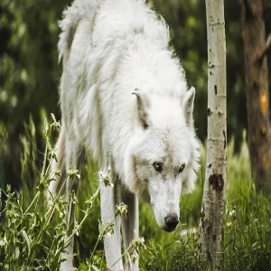 Dog Growling Sounds Screenshot 1