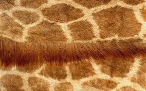 Animal print wallpapers Screenshot 0