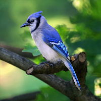 Blue Jay Sounds