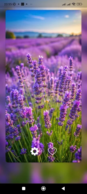 Lupine Flower WalL Screenshot 0