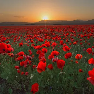 Flower Photo Download Screenshot 1