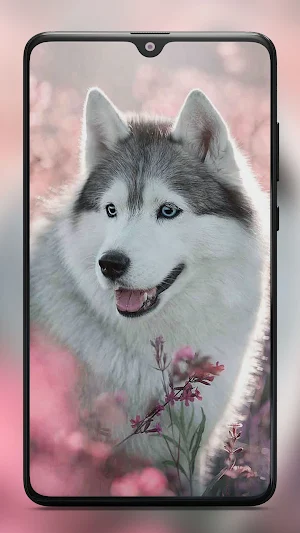 Siberian Husky Dog Wallpapers Screenshot 3