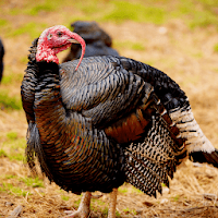 Turkey Sounds - Wild Turkey Calls