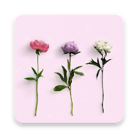Flower Wallpaper 4K Ultra HD - Backgrounds