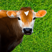 Gau-megh