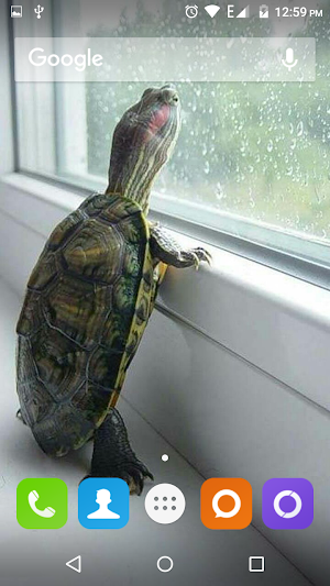 Turtle Wallpapers Hd Screenshot 1
