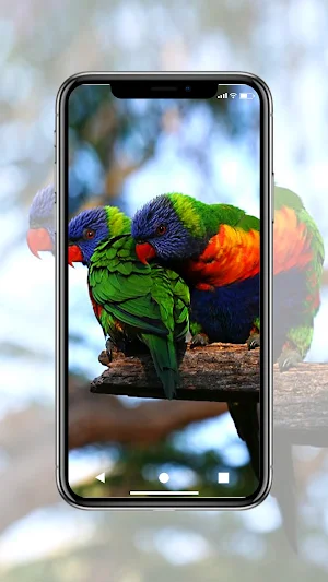 Love Birds Wallpaper Screenshot 3