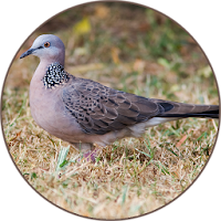 Spotted dove sound