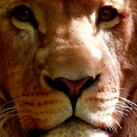 Real 3D Animals Live Wallpaper