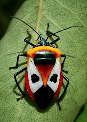 Insects Wallpapers Screenshot 1