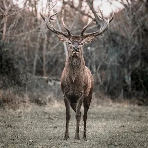 Elk Sounds Screenshot 0