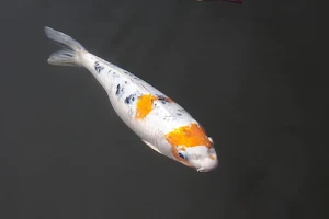 Japanese koi fish wallpapers Screenshot 0