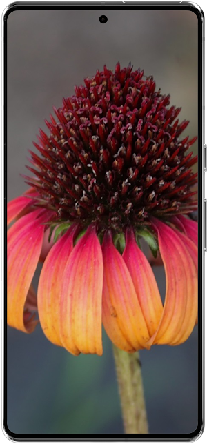 Echinacea Flower Wallpapers HD Screenshot 2