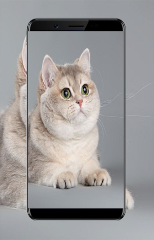 Cute Cat Wallpapers Screenshot 1