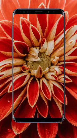 Dahlias Flower Wallpapers Screenshot 0
