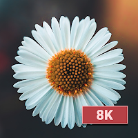 Flower Wallpapers 8K ULTRA