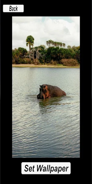 Wall Hippo Paper Screenshot 1