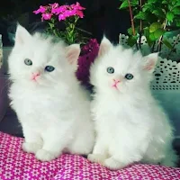 Fondos de animales hermosos
