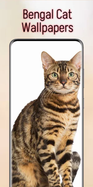 Bengal Cat Wallpapers Screenshot 1