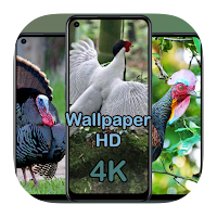 Wallpaper animal chicken HD