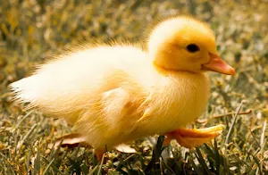 Duckling Wallpapers Screenshot 1
