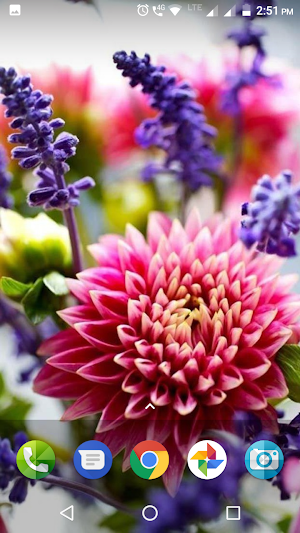 Dahlia Flower Wallpaper Hd Screenshot 2