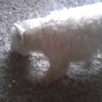 Dog Eating Apple Sound