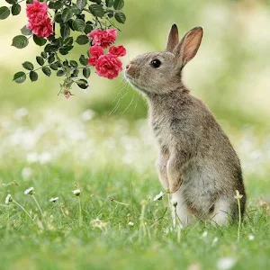 Bunnies Screenshot 2