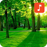 Nature Sound Effects