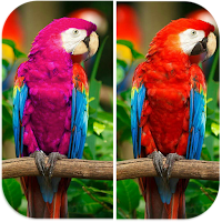 Spot Difference - Bird Puzzle