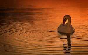 Mute Swan Wallpapers Screenshot 0
