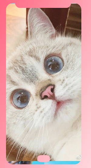 CAT wallpap Screenshot 2