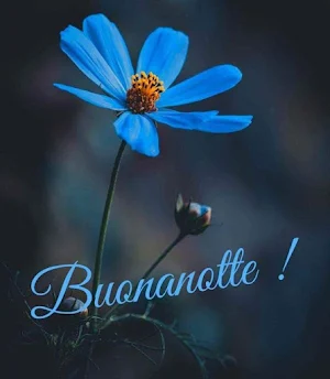 Buonanotte Immagini GIF 2023 Screenshot 1