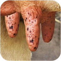 Milk The Cow