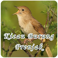 Suara Kicau Burung Prenjak
