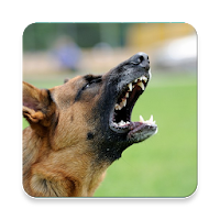 Dog Barking Sound Collections ~ Sclip.app