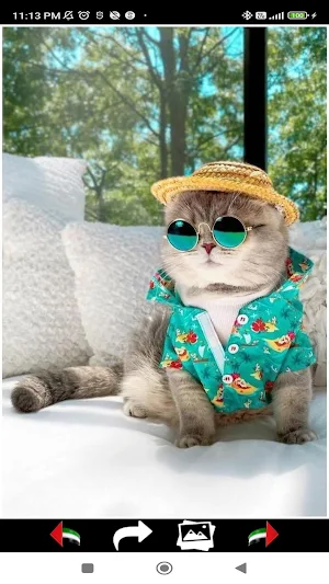 Cute Cats Wallpapers 2024 Screenshot 1