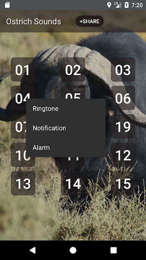 Buffalo & Bison Sounds Screenshot 1