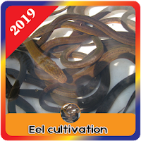 Eel Cultivation