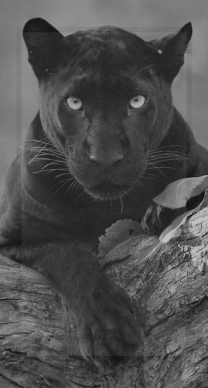 Black Panther Wallpaper Animal Screenshot 1