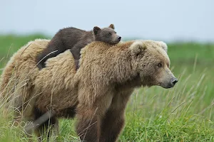 Cute Bear Wallpaper Screenshot 1