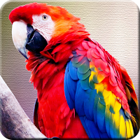 Parrot -Wallpapers,Puzzle