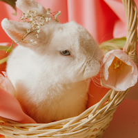 Cute Wallpapers