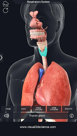 Respiratory System Anatomy Screenshot 3