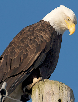 Bald eagle sounds ~ Sboard.pro Screenshot 0