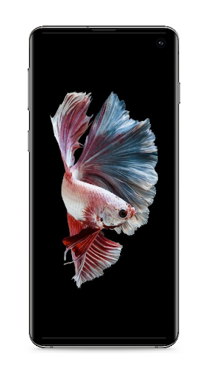 Betta Fish Wallpaper Screenshot 1