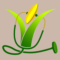 Rice Doctor Assam