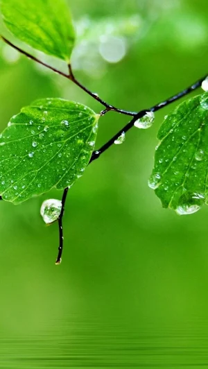 Green Wallpapers HD 4K Screenshot 1